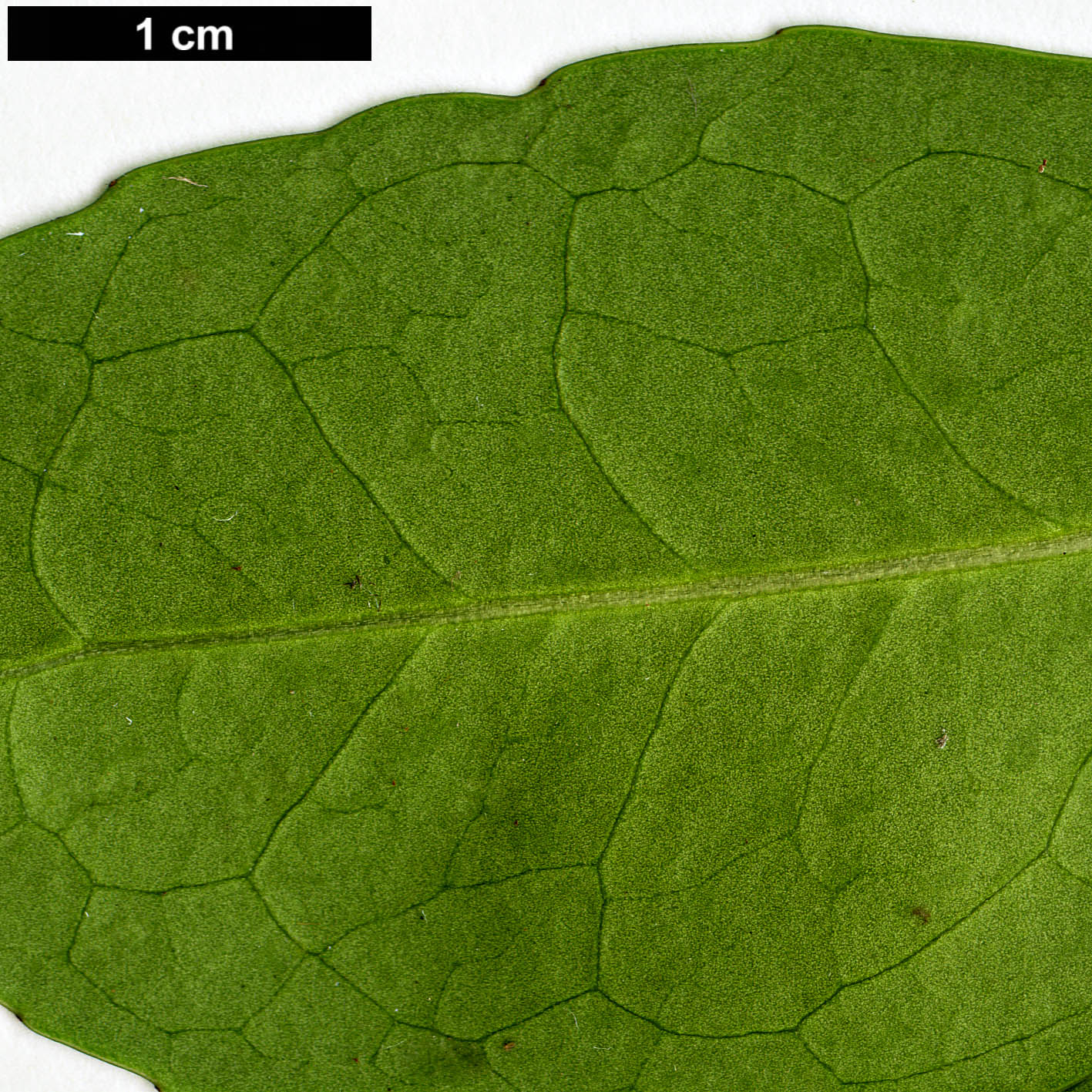 High resolution image: Family: Symplocaceae - Genus: Symplocos - Taxon: lucida